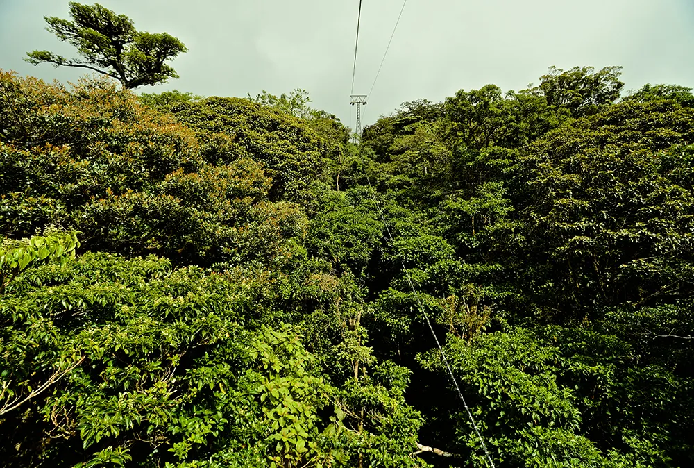 Canopy tour 3