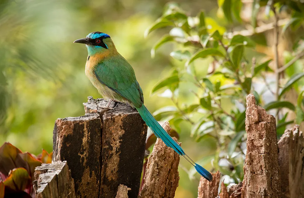 Curi cancha birding 3