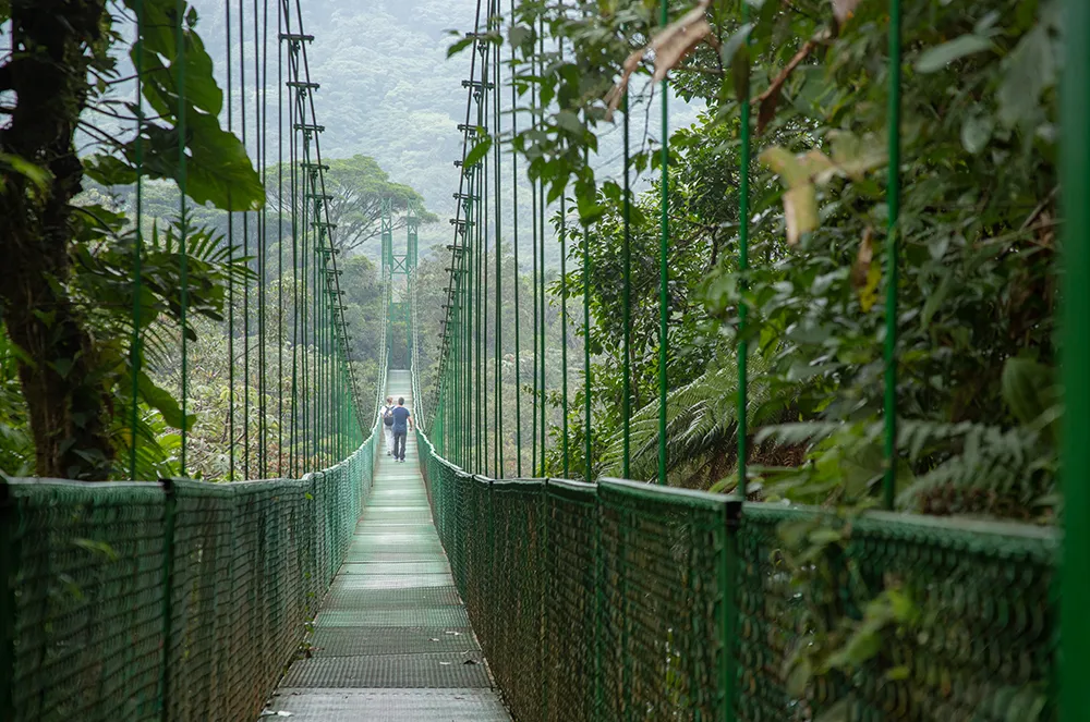 Hanging bridges 2