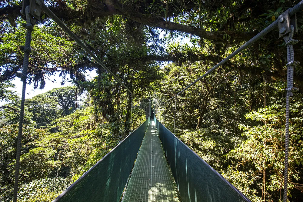 Hanging bridges