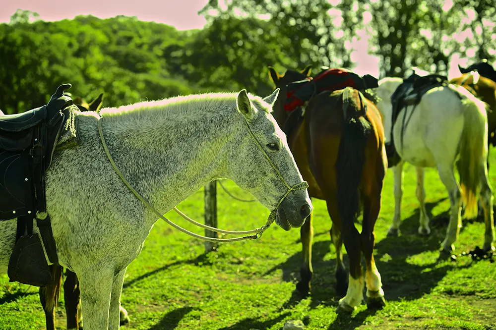 Horseback riding 3