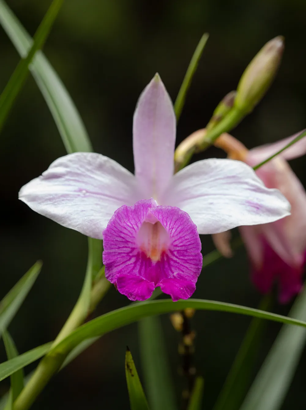 Orchid garden 2