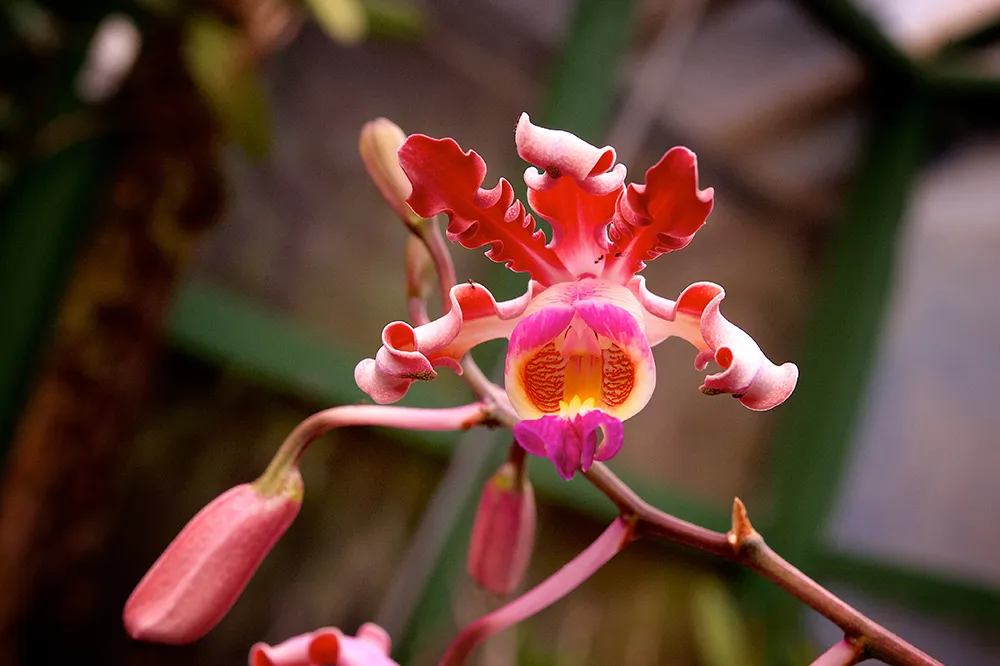 Orchid garden