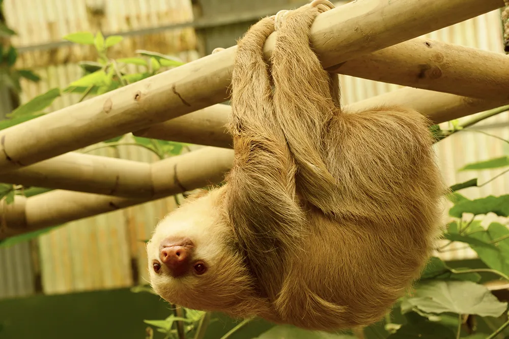 Sloths tour 3