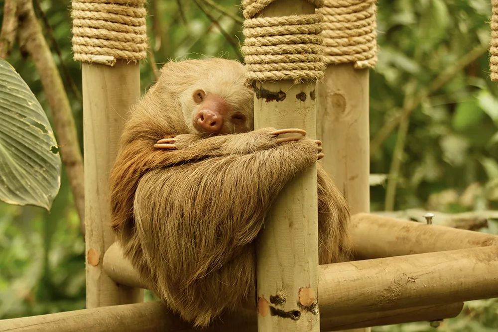Sloths tour