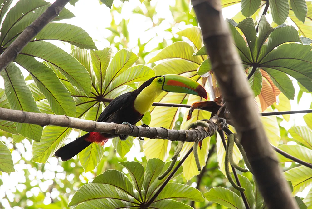 Specialized Birdwatching 3