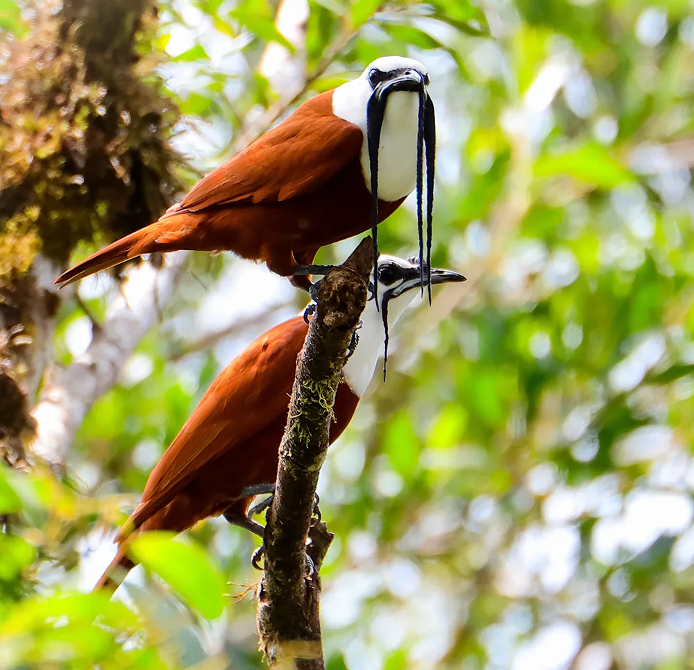 Specialized Birdwatching