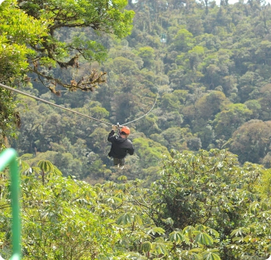 Ocotea Canopy 1