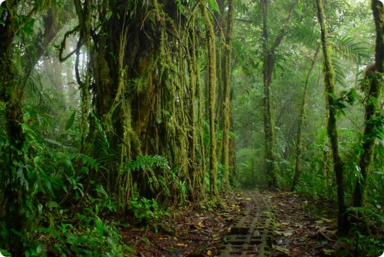 Monteverde Cloud Forest Biological Reserve Day Hike
