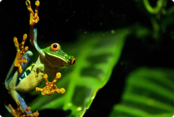 monteverde-frog-pond-tour-froggy